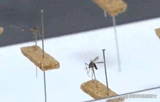 迈克生物：公司目前的已获证产品中暂无基孔肯雅热病毒的检测产品