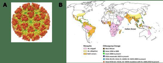 迈克生物：公司目前的已获证产品中暂无基孔肯雅热病毒的检测产品