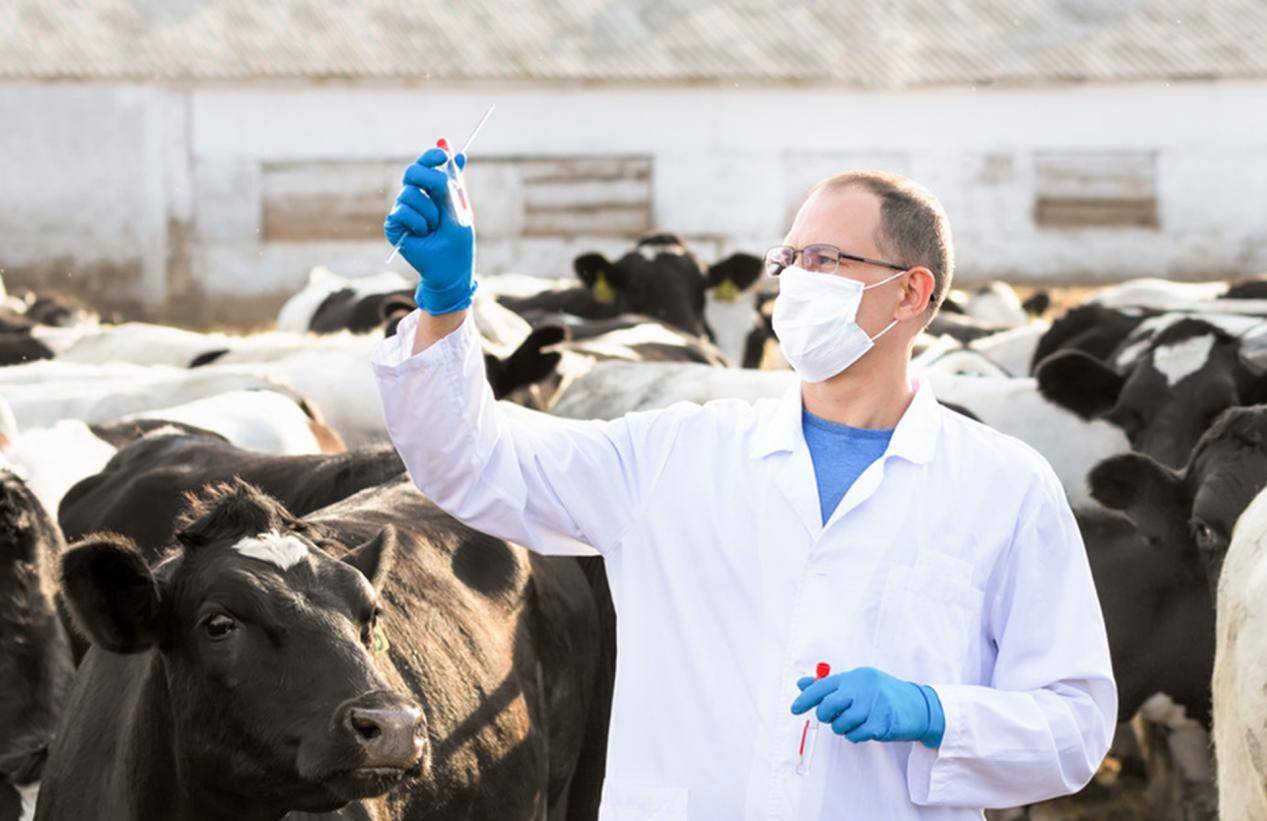 奶牛育种装上“芯”引擎！优然牧业赛科星成功研发国产奶牛基因芯片