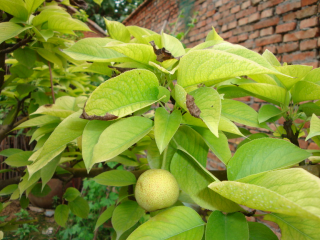 吉电股份：公司梨树绿色甲醇创新示范项目投资决策已经股东会审议通过