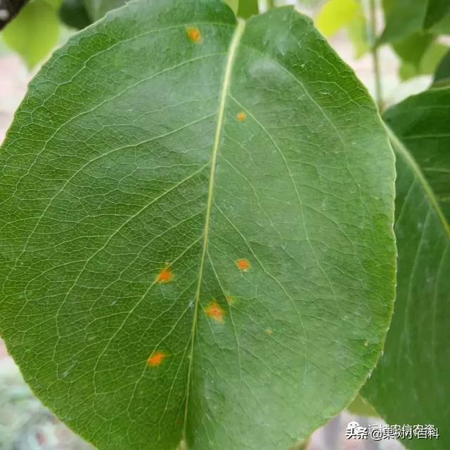 吉电股份：公司梨树绿色甲醇创新示范项目投资决策已经股东会审议通过