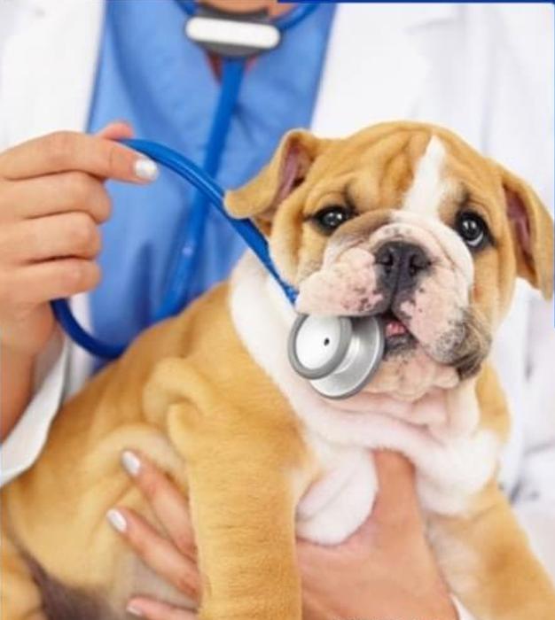 佩蒂股份中报营利双降：海外业务承压拖累全局，宠物主粮业务持续萎缩下，两大募投项目宣布延期