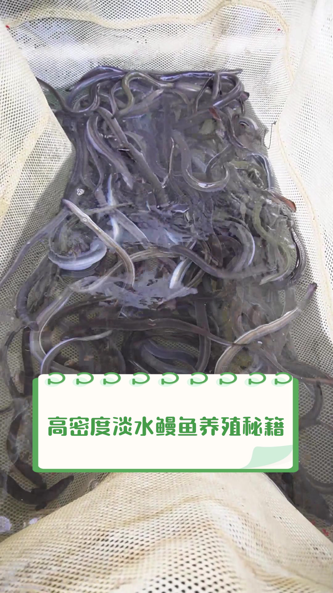 鳗鱼出池量创新高难阻营收持续缩水，天马科技中报利润增速大幅放缓，短债缺口超32亿