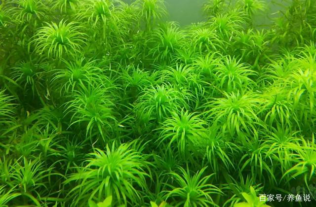 东方盛虹：拥有10万吨/年二氧化碳制绿色甲醇项目