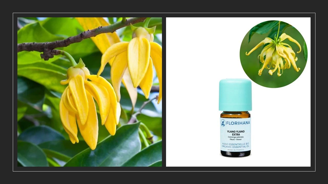 中草香料二期项目启动试生产:多品类布局开辟日化香料增长新赛道