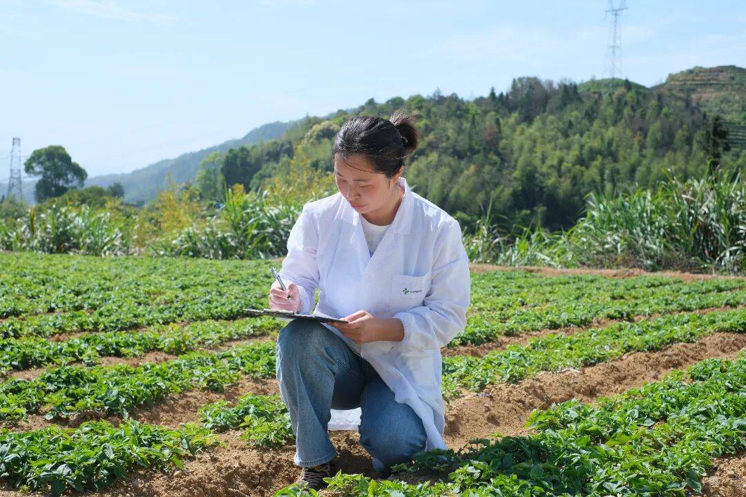 欲求良药先选良材,以岭药业新疆红花基地通过GAP延伸检查