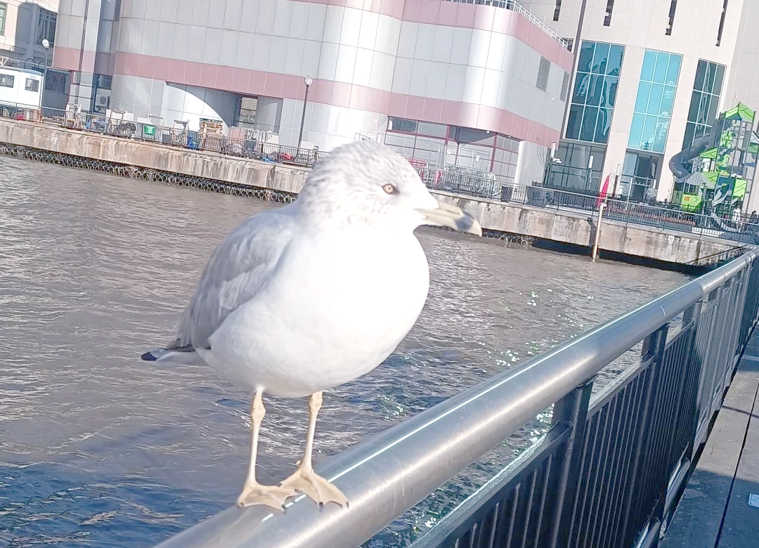 异动快报：海鸥住工（002084）10月14日9点32分触及涨停板