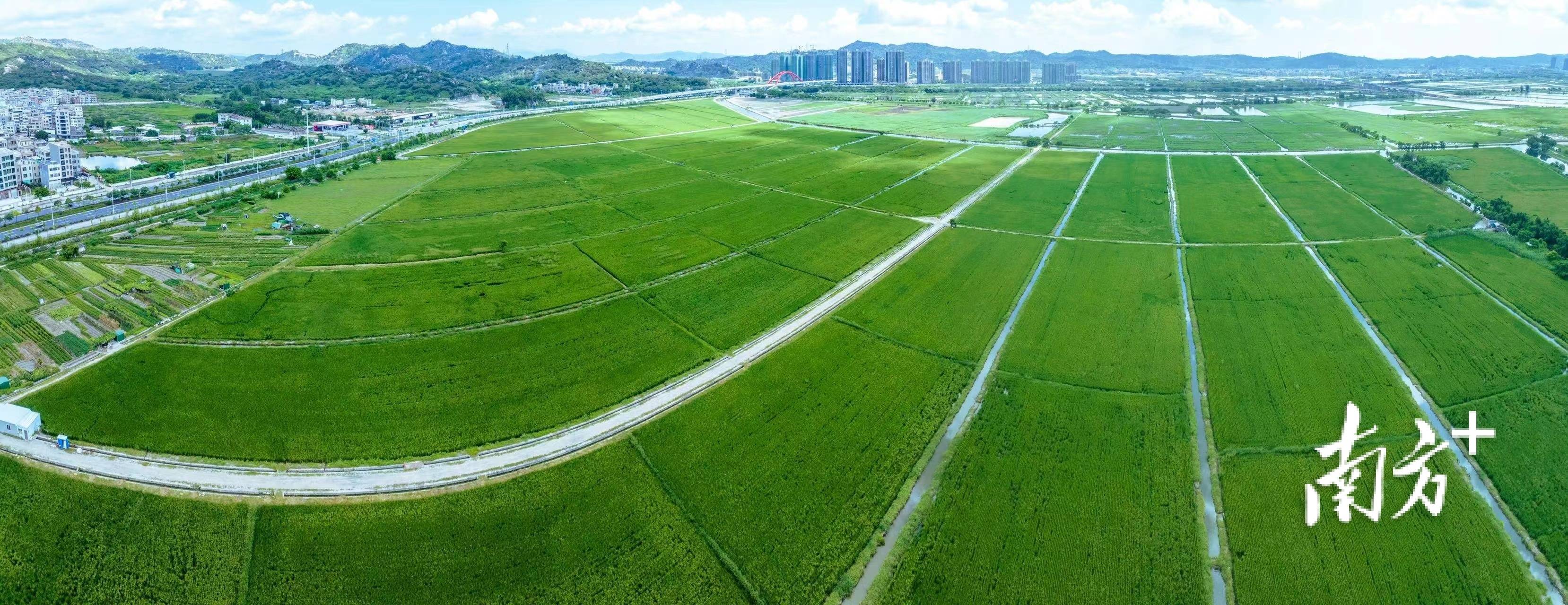 星网锐捷：前三季度毛利率31.2%同比下降1.2个百分点