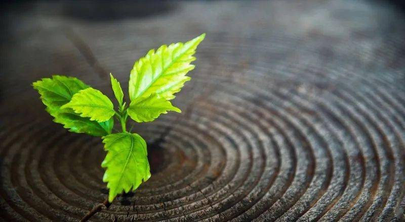 万年青：绿色低碳转型措施助力应对碳交易