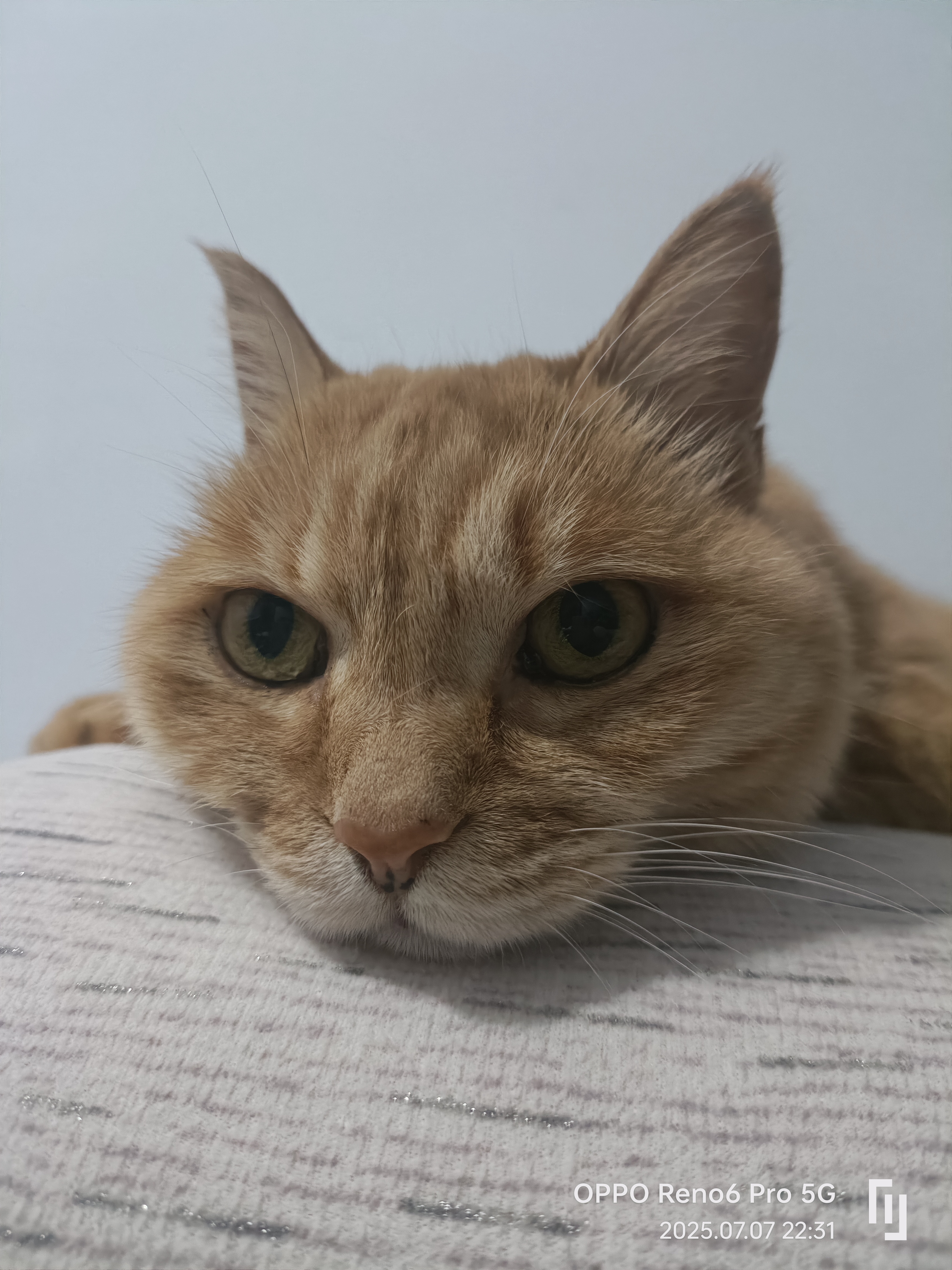 19个畅销榜第一背后的“长尾猫现象”