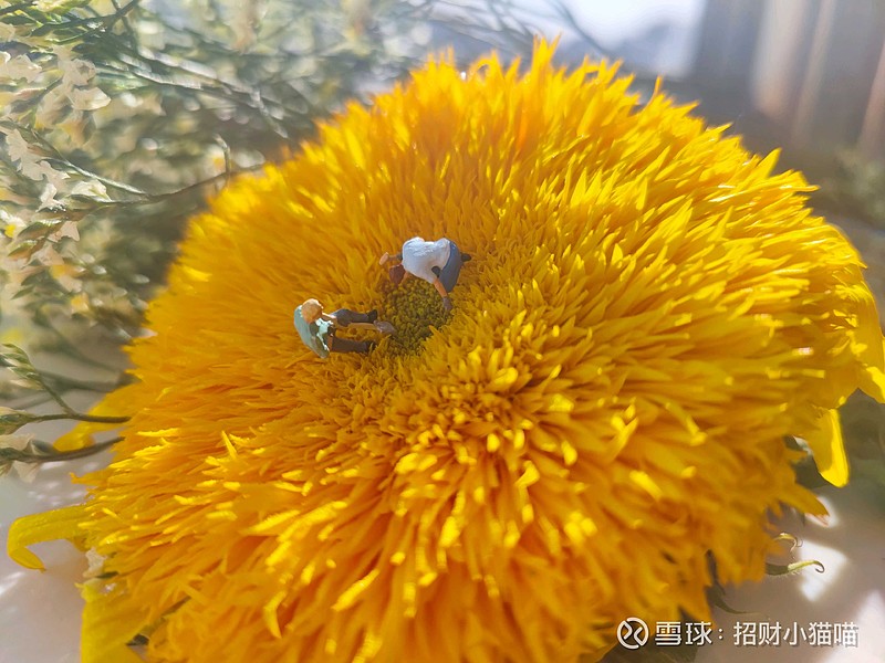 尖峰集团(600668.SH)：子公司收到药品复方托吡卡胺滴眼液上市申请不予批准通知书