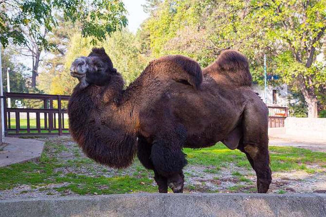 骆驼股份(601311.SH)一季度净利润1.59亿元，同比下滑32.71%