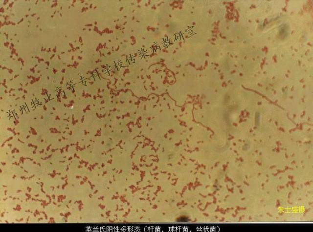 傲农生物获得发明专利授权：“一种用于检测猪传染性胸膜肺炎巢氏PCR引物组、试剂盒及其应用”
